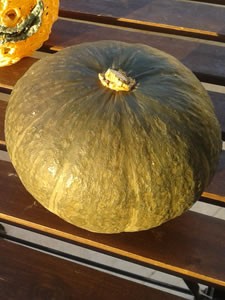 zucca