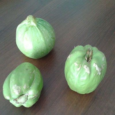 カヨーテChayote
